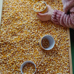 Eine Maiskiste Eine Maiskiste