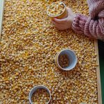 Eine Maiskiste Eine Maiskiste